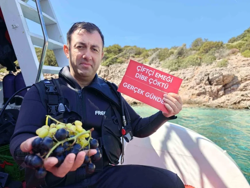Bodrum Karaada açıklarında üzüm fiyatlarına su altında tepki