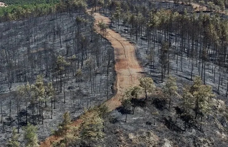 Fethiye ve Seydikemer Yangınlarında 230 Bin Ton CO₂ Tahmini