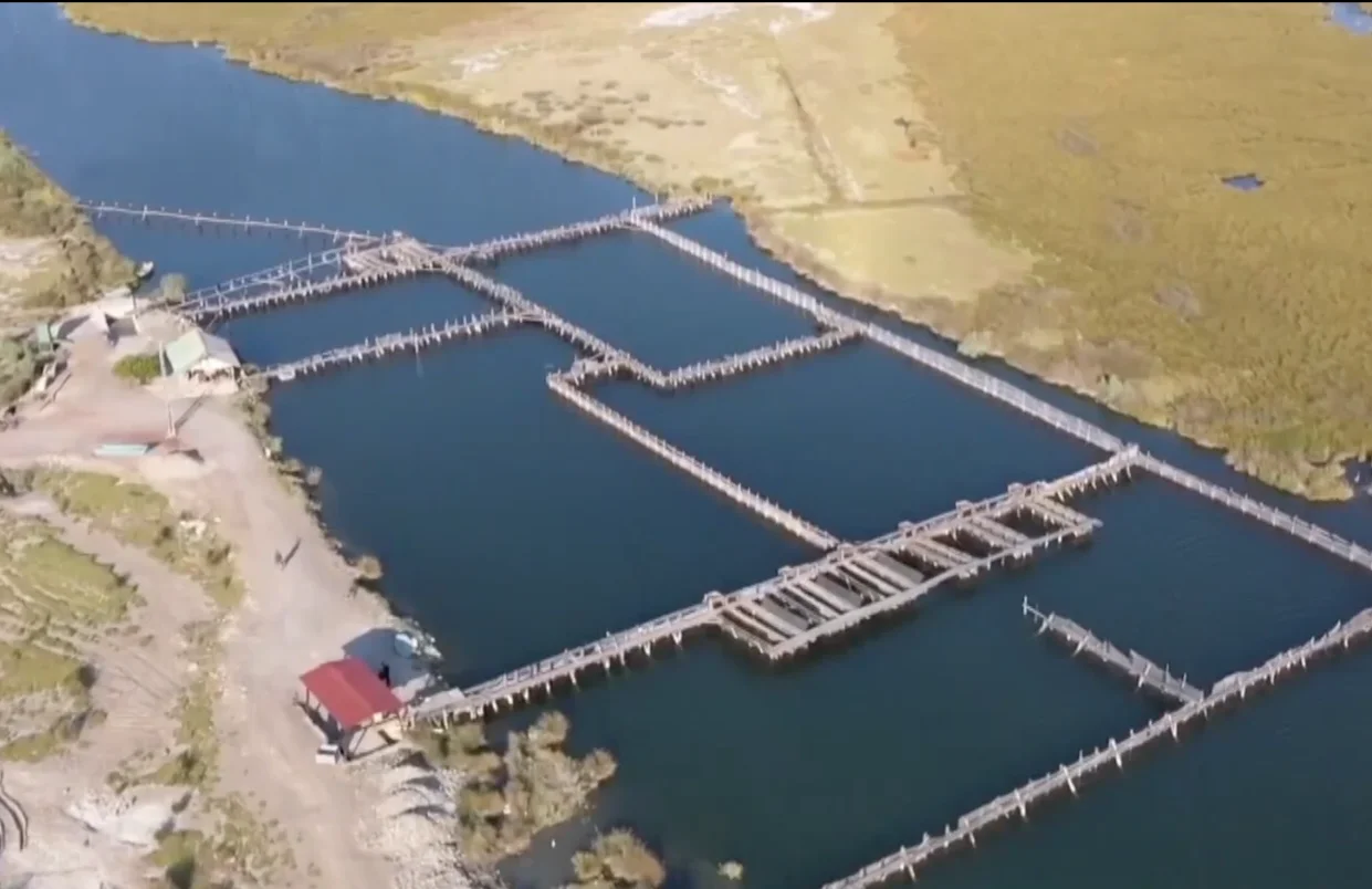 Muğla balık yavrusunda Türkiye’nin merkezi: 55 milyon avroluk ihracat