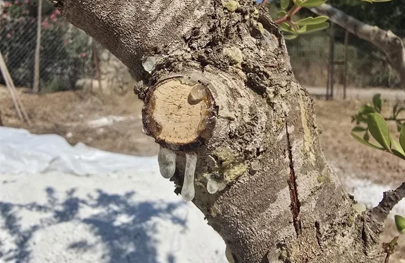 Muğla’da sakız hasadı başladı: Kilosu 30–35 bin TL